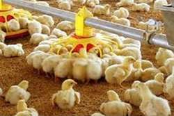 پایش و مراقبت واحدهای پرورش مرغ گوشتی در شهرستان رشتخوار